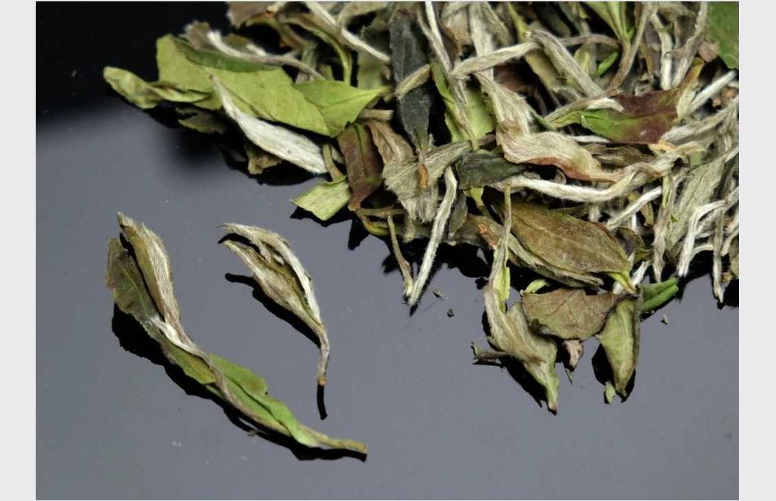 Bílá Pivoňka 2024