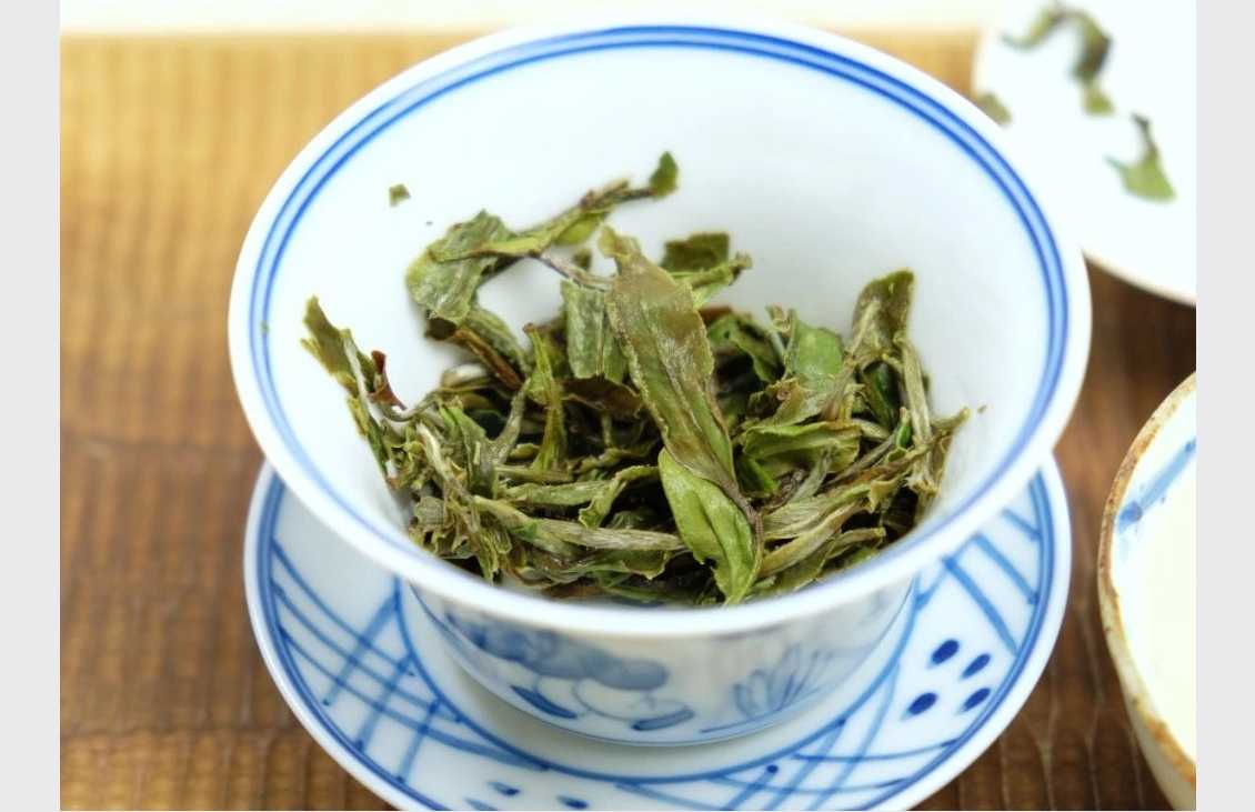 Bílá Pivoňka 2024