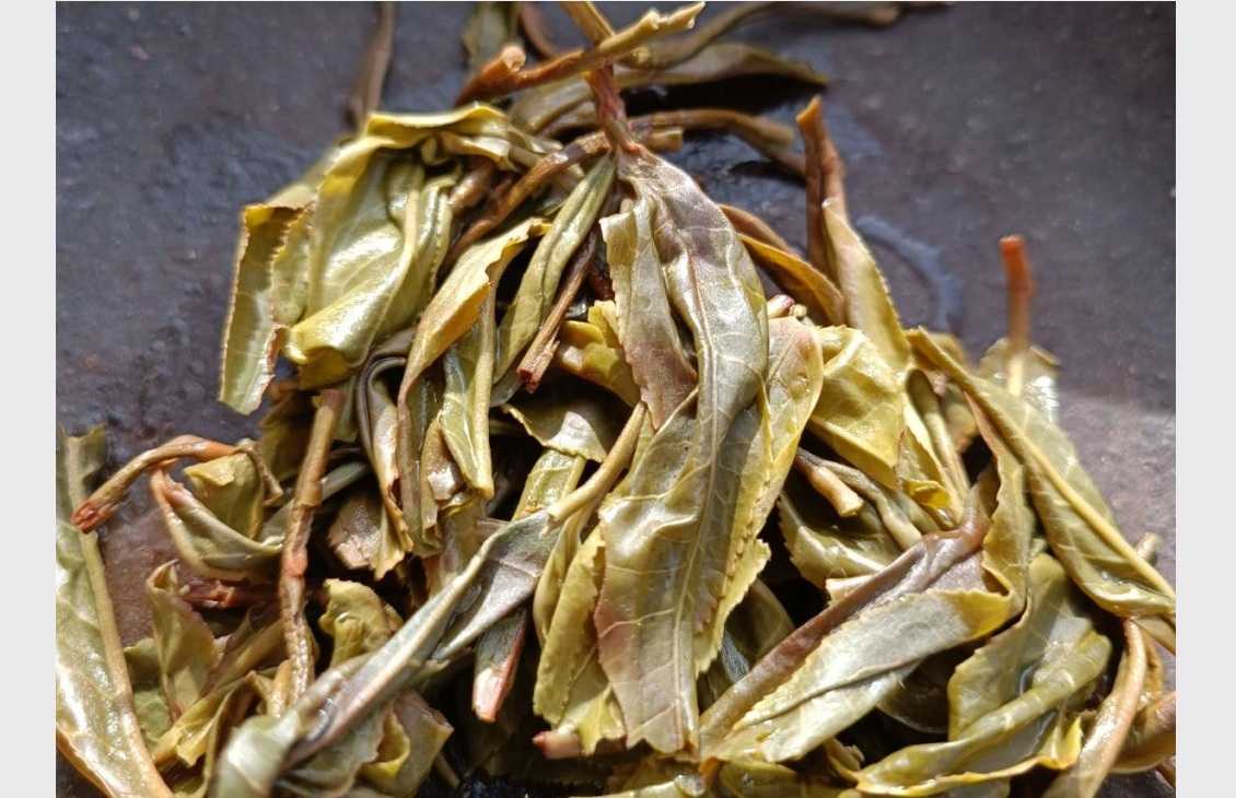 Thailand First Leaves 2024