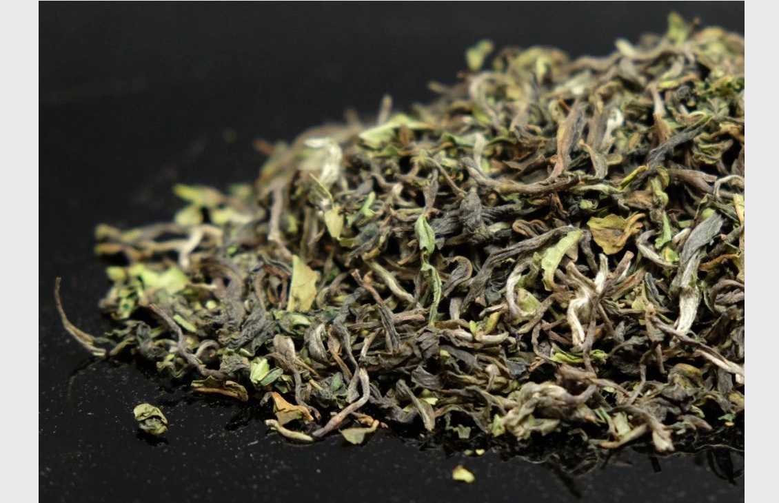 Shangrila Spring Beauty 2025